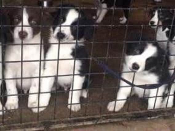 The stolen puppies (Find UK Dogs)