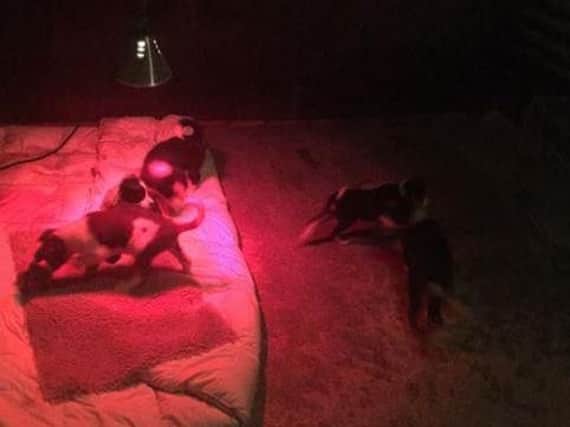 The puppies' delighted owner Hannah Denniff shared this photo of them back at their home