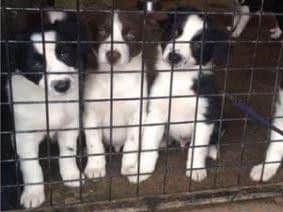 Some of the puppies which were taken (Hannah Denniff)