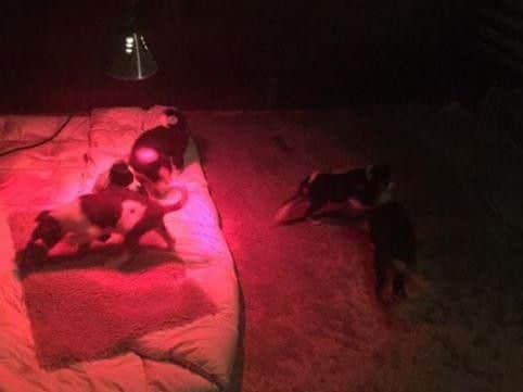 The puppies' relieved owner shared this photo of the five which had been found and are now back home (Hannah Denniff)