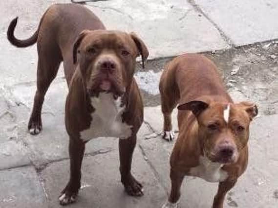 Staffordshire terriers Rio and Reggy, who were held in police kennels for seven months