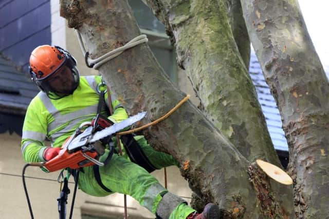 Campaigners say healthy trees are being felled for profit.