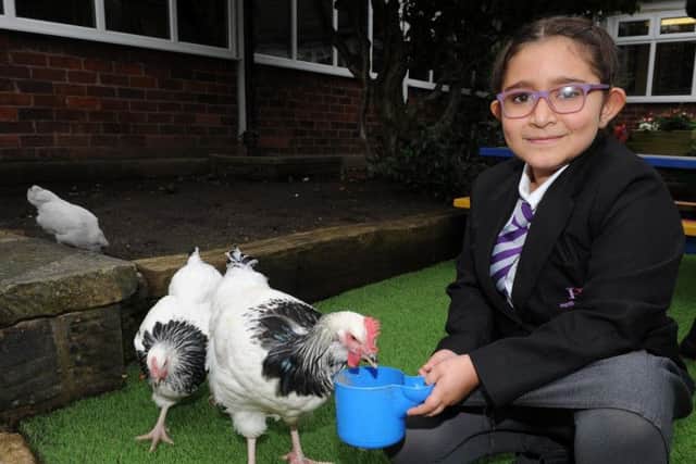 Karez Hassan feeds the school chickens