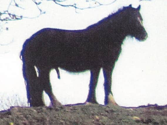 The unfortunate photo of a 'sexually excited' horse which has ended up on the cover of the Winster village calendar.