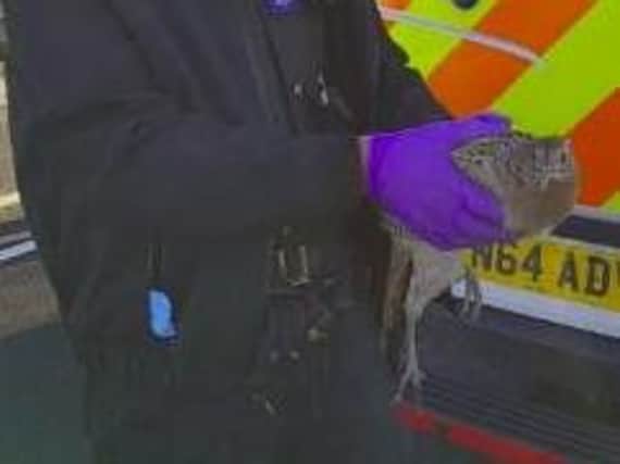 PC Law with the rescued pheasant