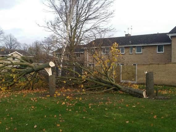 Two of the trees destroyed by vandals in Conisbrough