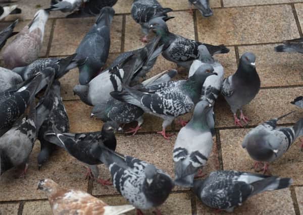 Pigeons at The Moor are becoming a problem