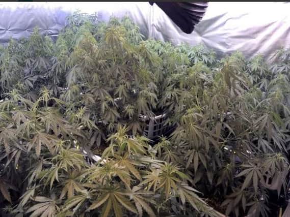 An illegal immigrant was found in a cannabis den in Sharrow Vale Road, Sheffield