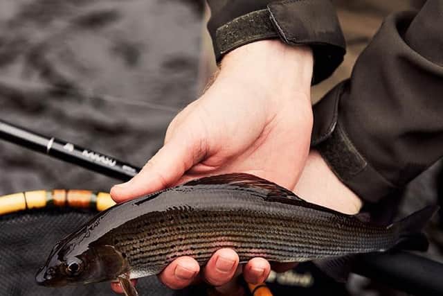 The River Don is now home to many species of fish. (Photo: Tom Cockram).