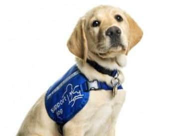 Could you be a Support Dog trainer?