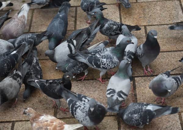 Pigeons at The Moor are becoming a problem