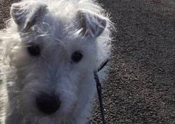 The Cinnamon Trust are looking for people who would be able to take six-year-old Lakeland Terrier Cross Peg out for walks on behalf of his elderly owner, who lives in Bramley, Rotherham, and can no longer manage to take her out on long walks.