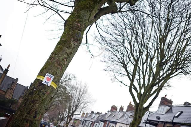 More than 20 war memorial trees on Western Road are due to be felled and replaced (Marie Caley)