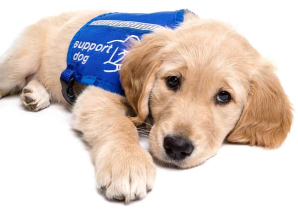 Sheffield-based charity Support Dog will be training 12 eight-week puppies in 2018 to become assistance dogs for children and adults.