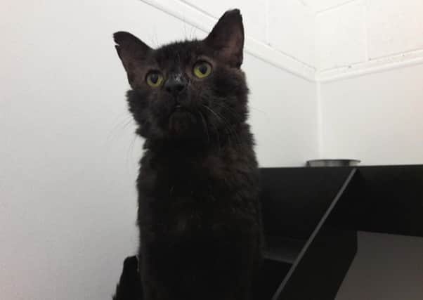 Justice, a cat who is at RSPCA Sheffield.