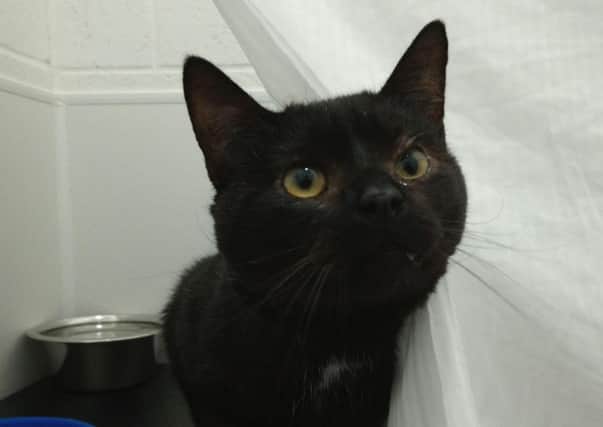 Power, a three-year-old cat, who is looking for a new forever home after being cared for by RSPCA Sheffield.