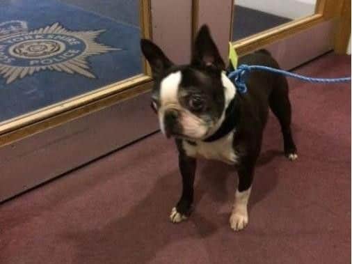 Do you know the owner of this dog?