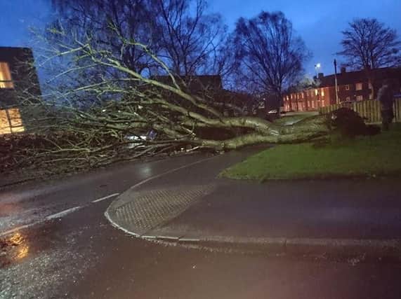 Tree fallen on Gresley Road (s)