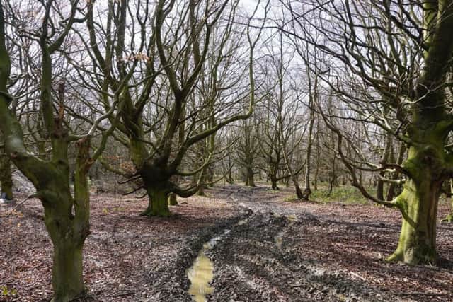 Smithy Wood as it looks today