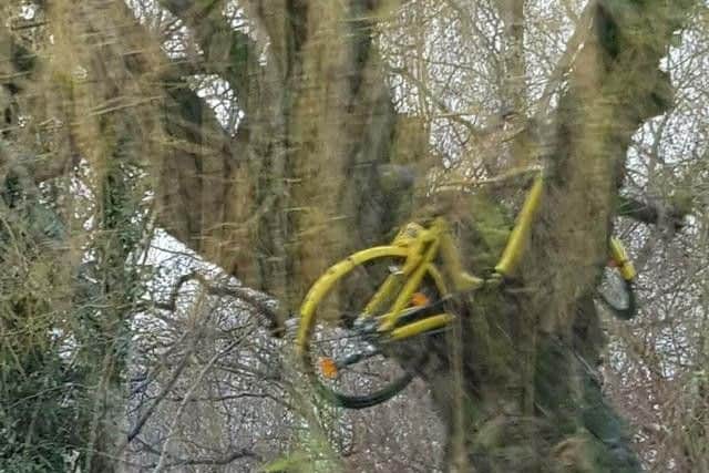 A dockless bike has been left in a tree on the Hunter's Bar roundabout.