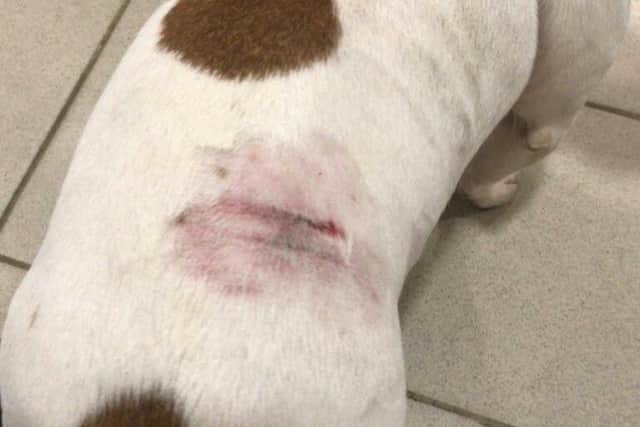 Crumble suffered puncture wounds during the attack