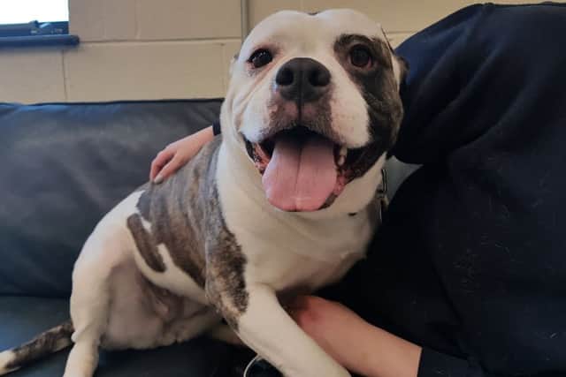 Could you give Chloe a new home?
