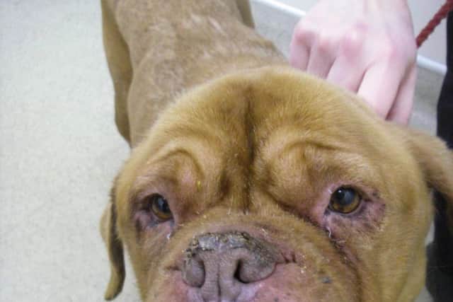 Ludo was found in a ditch in Kirk Sandall on Sunday.