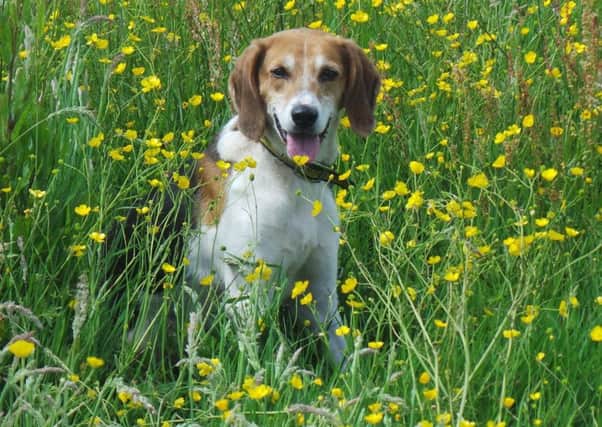 The Dogs Trust is hoping that people will help them find a Harrier hound called Harriet who went missing in Netherthorpe, Sheffield.