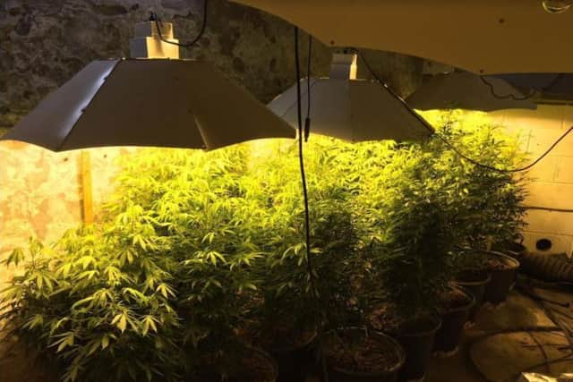 Cannabis was found in a police day of action yesterday