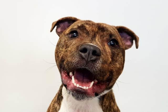 Can you provide a home for Jake?