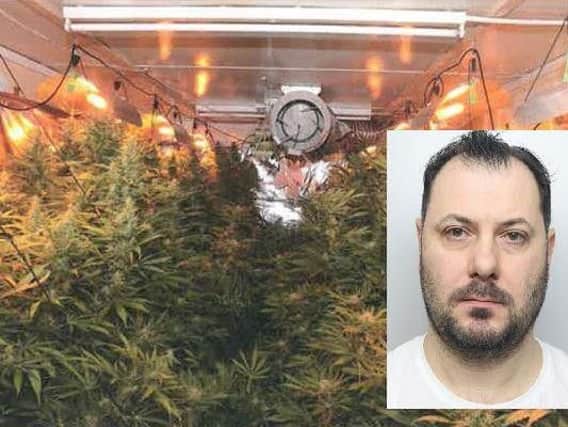 Todor Karzhev and his cannabis crop inset