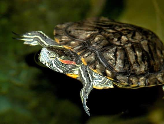 Photo issued by Sea Life Manchester of Loo the terrapin, as bosses at the sea life centre have said that flushed away pet terrapins are damaging pond life and waterfowl.