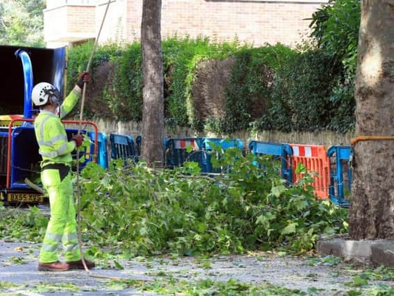 No tree felling works have been carried out since January 22.