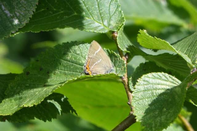 White letter Hairstreak butterfly. Picture by Ben Keywood.