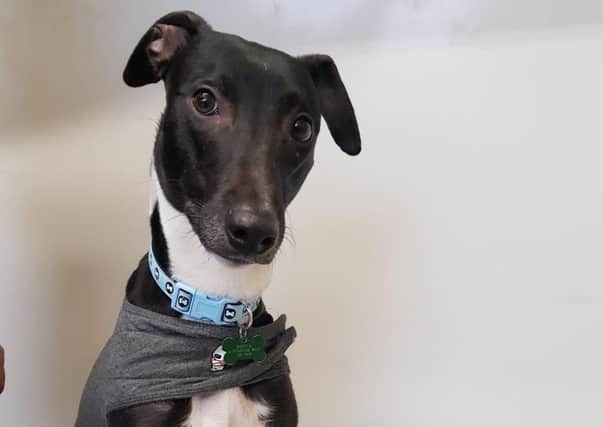 RSPCA Sheffield looking for  a new home for Lurcher/crossbreed Joey