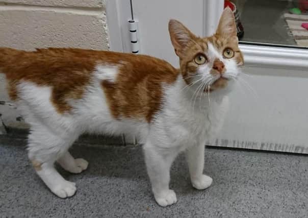 RSPCA Sheffield is looking for ma new home for ginger and white cat Bronson