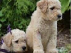 Have you seen these pups?