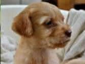 Four pups have been stolen in a raid in Doncaster