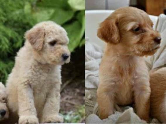 Have you seen four Labradoodle puppies?