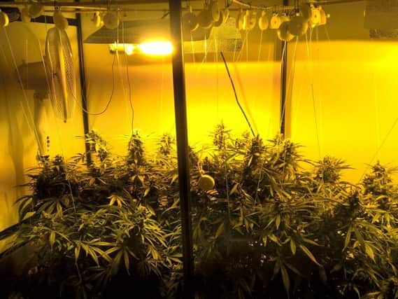 A cannabis farm found in Sheffield.