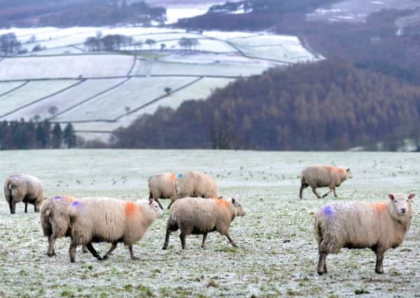 16 Jan 2017.........Sheep in the wintery conditions at High Bradfield in the Peak District. Picture Scott Merrylees