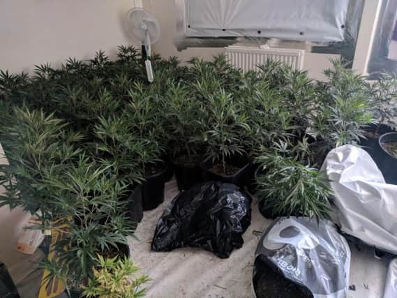 200 cannabis plants have been found in Sheffield.