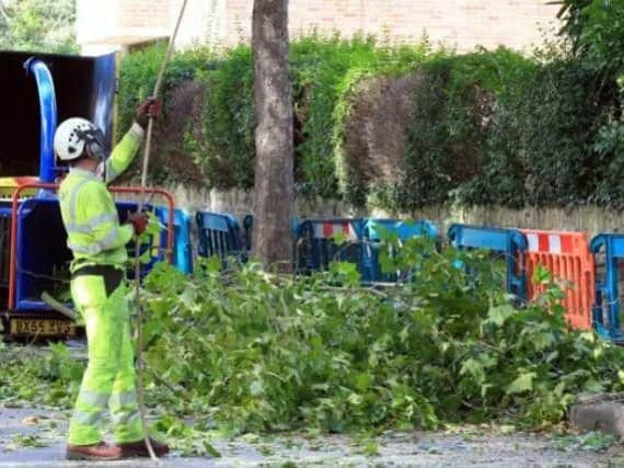 An arborist at work during tree-felling in Sheffield