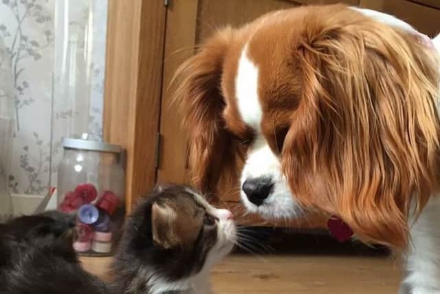 Cat Misty bonding with Cavalier spaniel Poppy