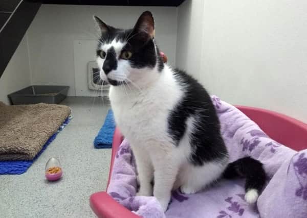 Old boy, Bobby, the black and white, domestic short haired cat is looking for a new home