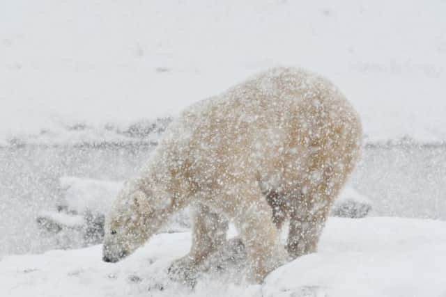 Polar bears are revelling in the snow at Yorkshire Wildlife Park