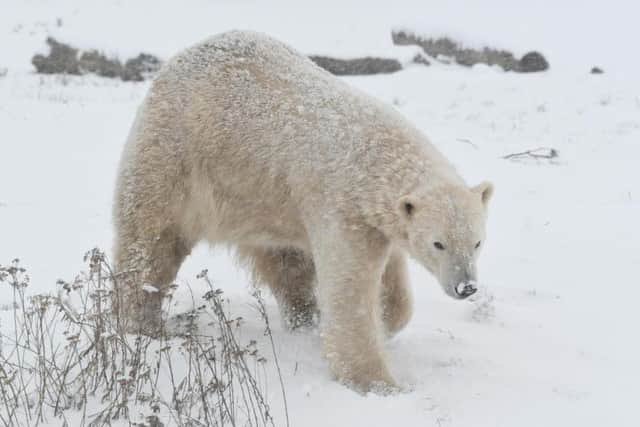The wildlife park is home to the country's only polar bears