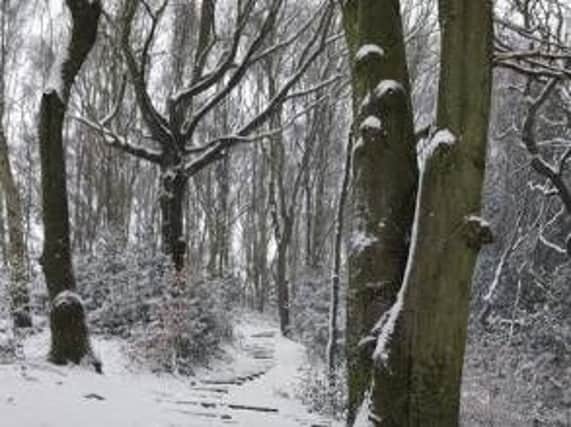 Snow in Treeton Woods (Lee Atkinson)