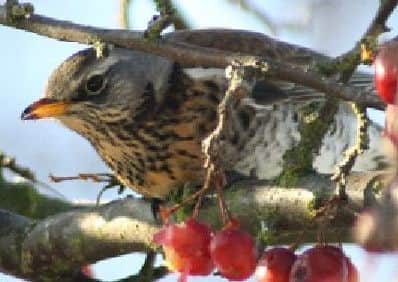 A young bird enjoying berries