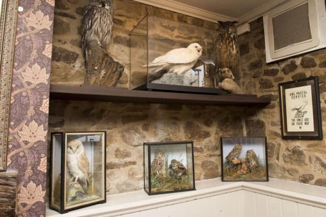 The collection of stuffed owls inside the pub, which Mr Yeardley says is a big hit with Harry Potter fans (photo: Dean Atkins)